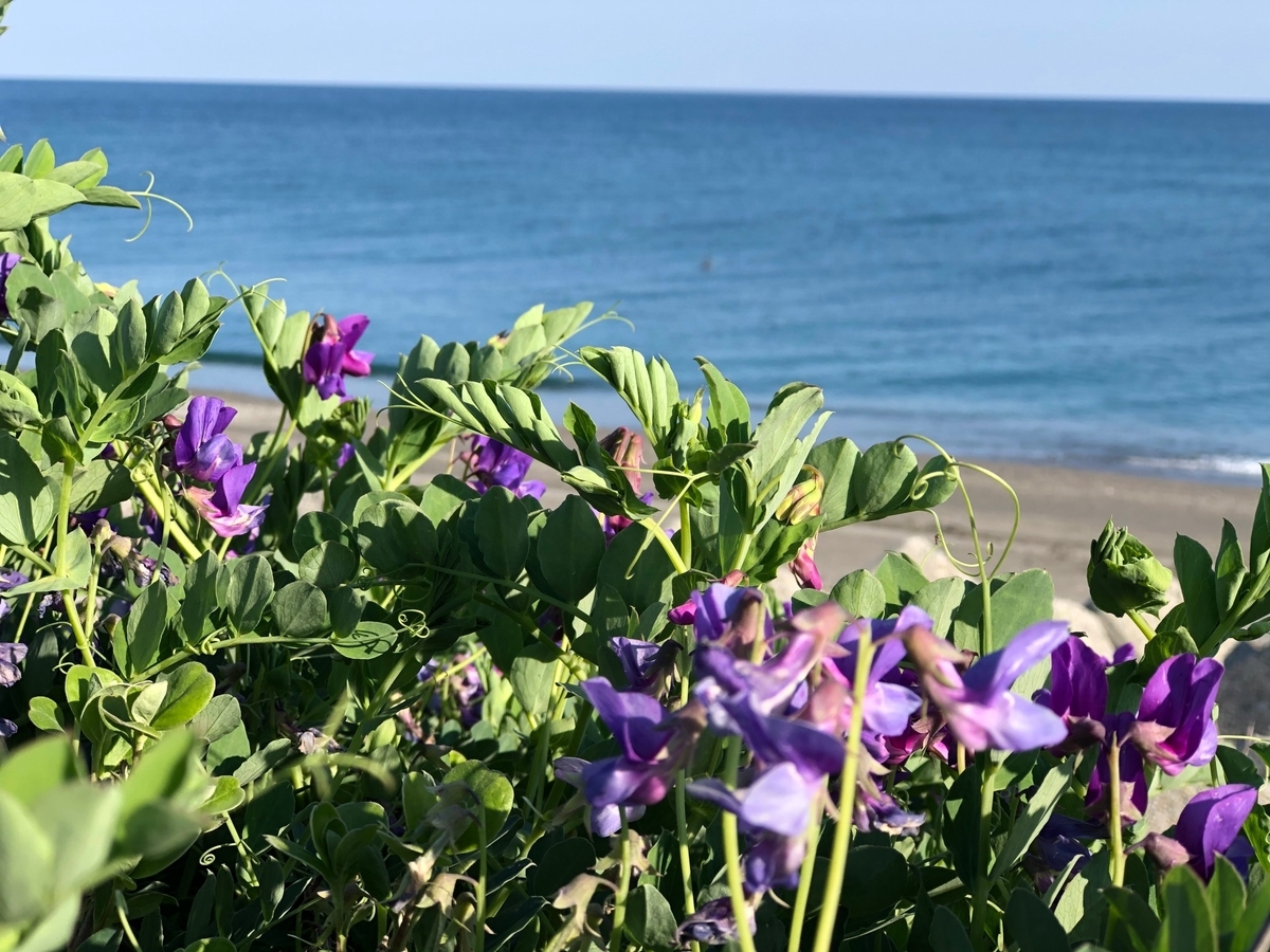 f:id:blueheaven33:20200827192418j:plain f:id:blueheaven33:20200827192418j:plain