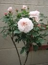 f:id:bluemoonbell:20060516072040j:image