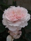 f:id:bluemoonbell:20060516072127j:image