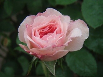 f:id:bluemoonbell:20060628062909j:image