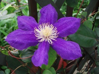 f:id:bluemoonbell:20060711062202j:image