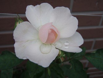f:id:bluemoonbell:20060717112041j:image