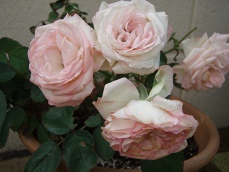 f:id:bluemoonbell:20060726081614j:image