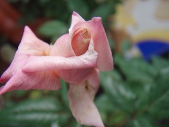 f:id:bluemoonbell:20060728054737j:image