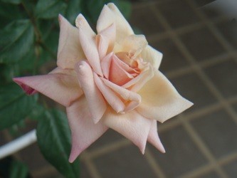 f:id:bluemoonbell:20060729112321j:image