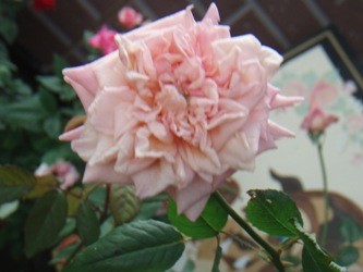 f:id:bluemoonbell:20060731073242j:image