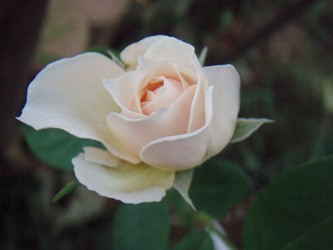 f:id:bluemoonbell:20060802055214j:image