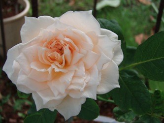 f:id:bluemoonbell:20060803084720j:image