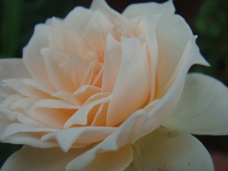 f:id:bluemoonbell:20060803084758j:image