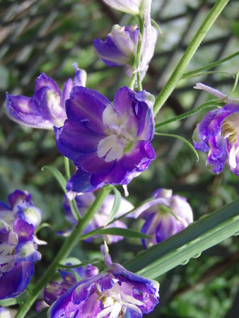 f:id:bluemoonbell:20060820084907j:image