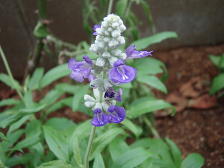 f:id:bluemoonbell:20060824105647j:image