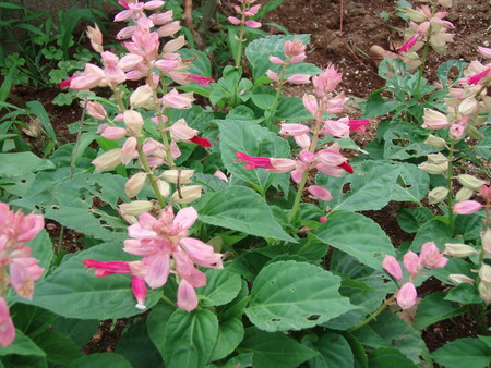 f:id:bluemoonbell:20060824105724j:image