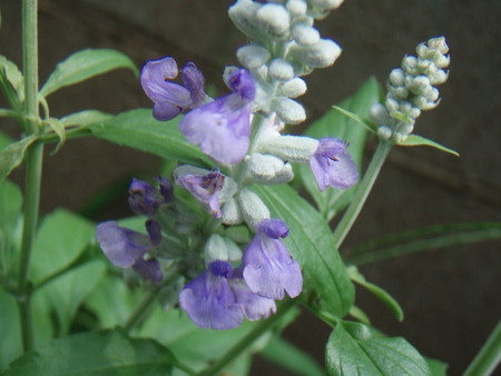 f:id:bluemoonbell:20060824105813j:image