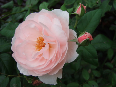 f:id:bluemoonbell:20060830102848j:image