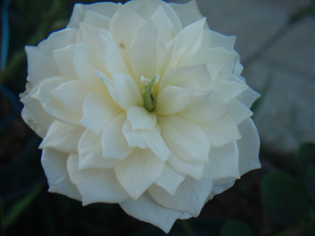 f:id:bluemoonbell:20060919073455j:image