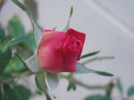 20061018054533