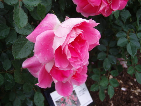 f:id:bluemoonbell:20061023103710j:image