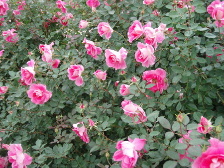 f:id:bluemoonbell:20061023103736j:image