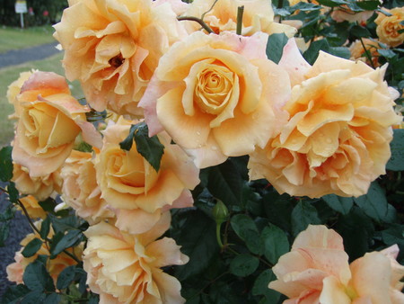 f:id:bluemoonbell:20061023104853j:image