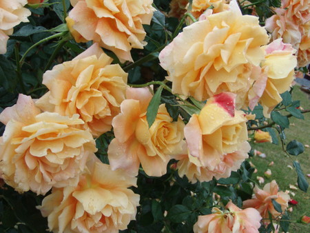 f:id:bluemoonbell:20061023104904j:image