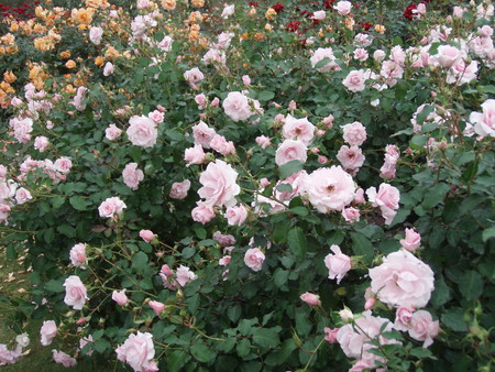 f:id:bluemoonbell:20061023105005j:image