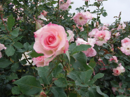 f:id:bluemoonbell:20061023110125j:image