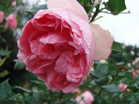 f:id:bluemoonbell:20061023110740j:image