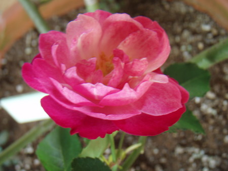 f:id:bluemoonbell:20061112115632j:image