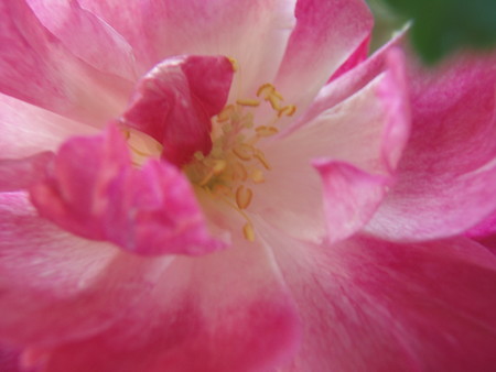 f:id:bluemoonbell:20061112115713j:image