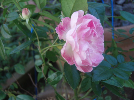 f:id:bluemoonbell:20061112120048j:image