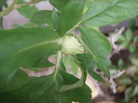 f:id:bluemoonbell:20061123095225j:image