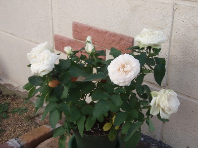 f:id:bluemoonbell:20070109114456j:image