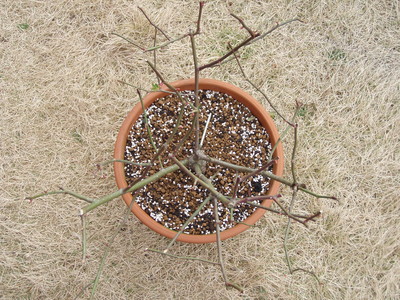 f:id:bluemoonbell:20070220075823j:image