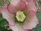 [hellebores]