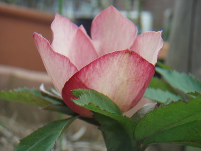 f:id:bluemoonbell:20070303101614j:image