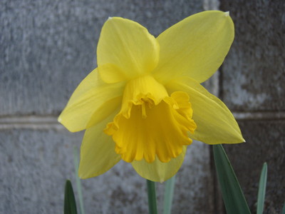 f:id:bluemoonbell:20070319093033j:image