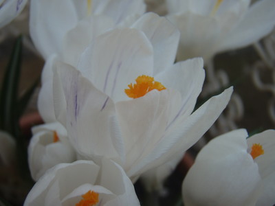 f:id:bluemoonbell:20070328101256j:image