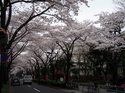 f:id:bluemoonbell:20070331094639j:image