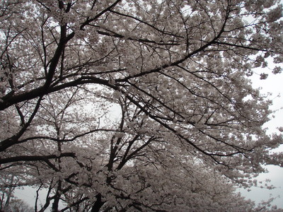 f:id:bluemoonbell:20070331120234j:image