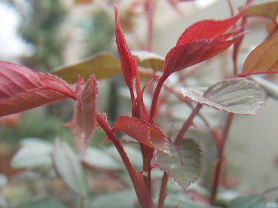 f:id:bluemoonbell:20070404104536j:image