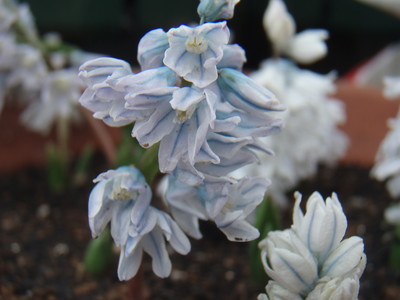 f:id:bluemoonbell:20070404104625j:image