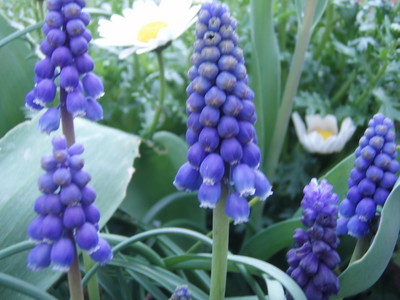 f:id:bluemoonbell:20070405100606j:image