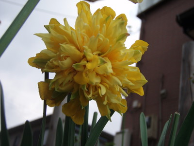 f:id:bluemoonbell:20070409130429j:image