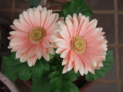 f:id:bluemoonbell:20070409130455j:image