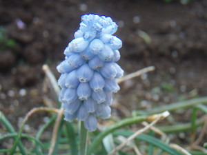 f:id:bluemoonbell:20070410070111j:image