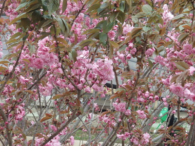 f:id:bluemoonbell:20070417111643j:image