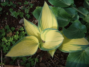 20070420070055