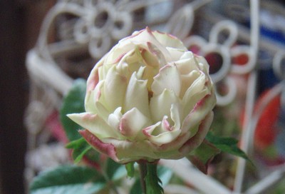 f:id:bluemoonbell:20070425064230j:image