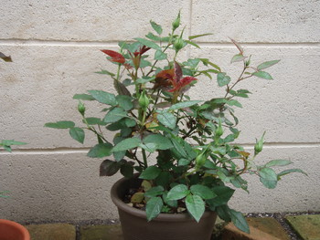 f:id:bluemoonbell:20070508065938j:image