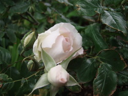 f:id:bluemoonbell:20070508070332j:image